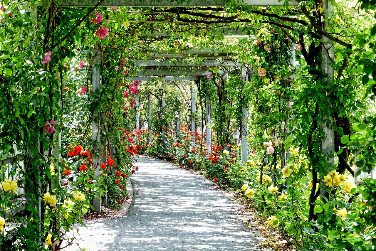 Pergola met weelderige klimplanten en sfeerlicht. Pergola met weelderige klimplanten en sfeerlicht.