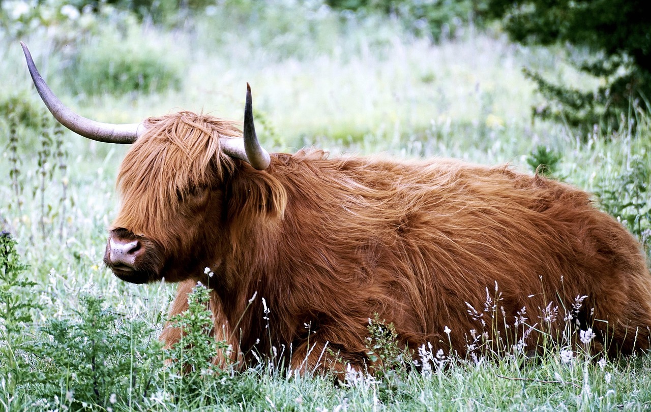 Herfst-centraal stuk met Schotse hooglander.