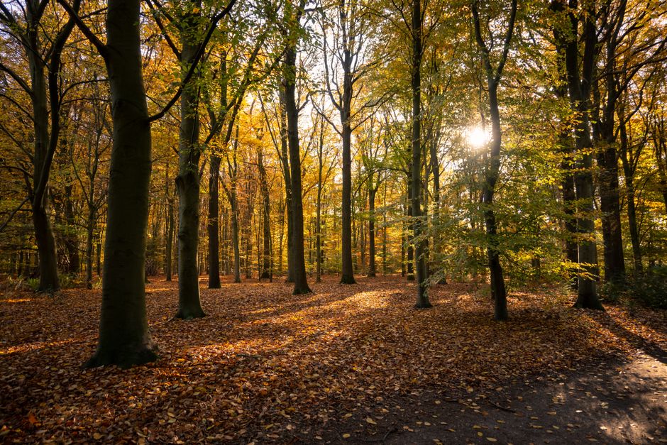 Mandala gordijnen brengen herfst naar binnen.